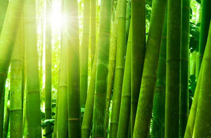 bamboo_1